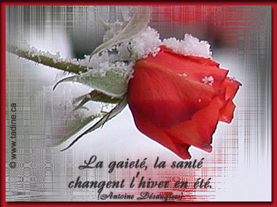 la rose