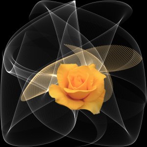 la rose